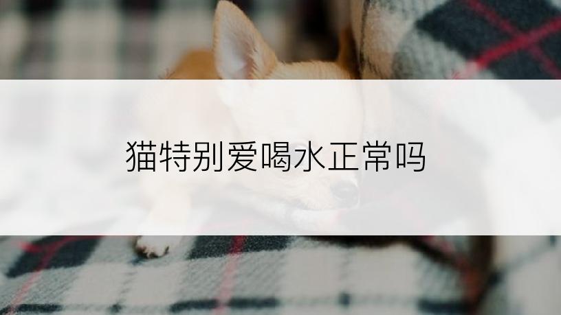 猫特别爱喝水正常吗