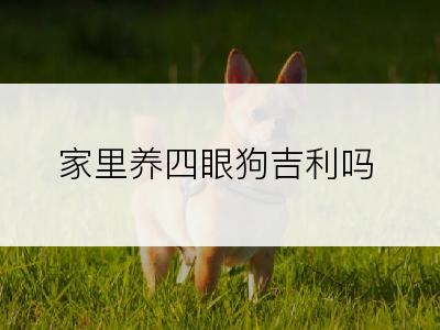 家里养四眼狗吉利吗