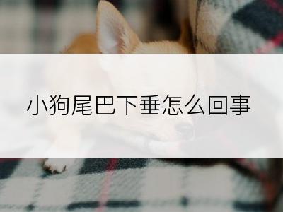 小狗尾巴下垂怎么回事