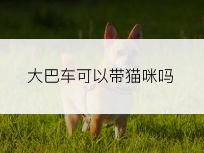 大巴车可以带猫咪吗