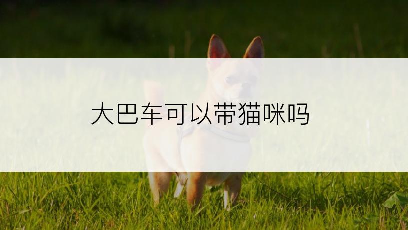 大巴车可以带猫咪吗