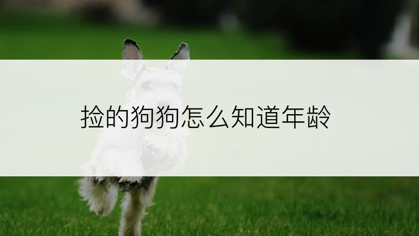 捡的狗狗怎么知道年龄