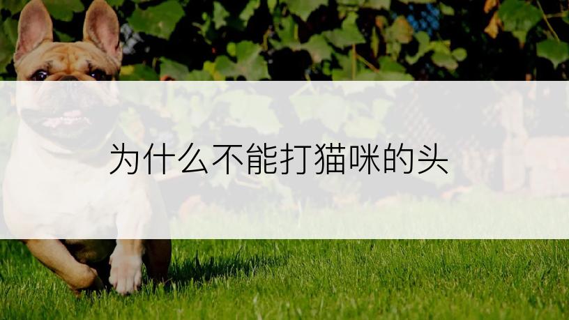 为什么不能打猫咪的头