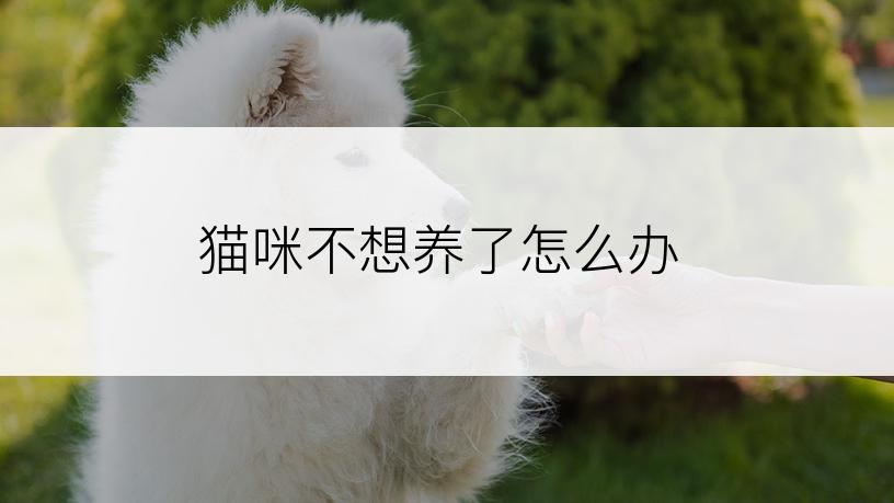 猫咪不想养了怎么办