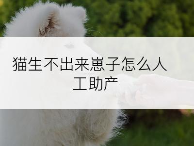 猫生不出来崽子怎么人工助产