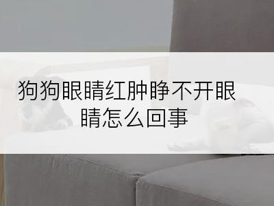 狗狗眼睛红肿睁不开眼睛怎么回事