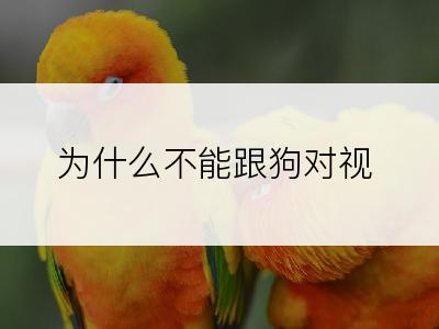 为什么不能跟狗对视