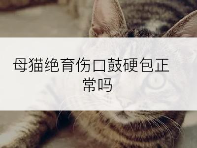 母猫绝育伤口鼓硬包正常吗