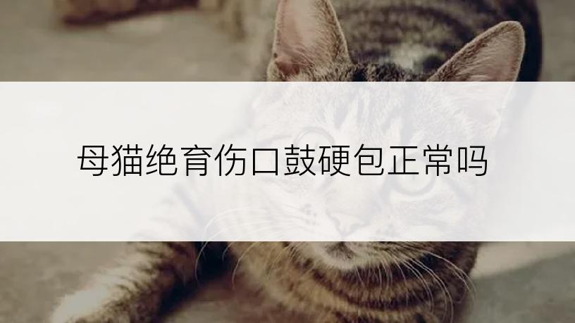 母猫绝育伤口鼓硬包正常吗