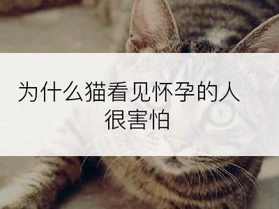 为什么猫看见怀孕的人很害怕