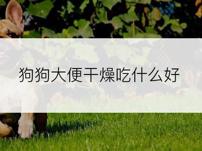 狗狗大便干燥吃什么好