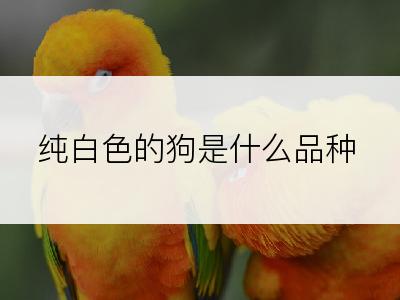 纯白色的狗是什么品种