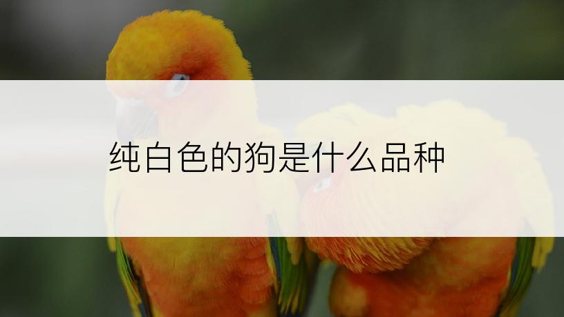 纯白色的狗是什么品种