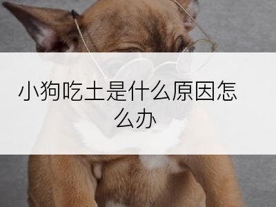 小狗吃土是什么原因怎么办