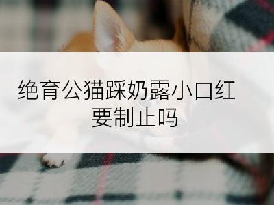 绝育公猫踩奶露小口红要制止吗