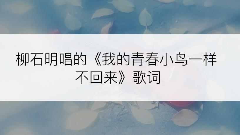 柳石明唱的《我的青春小鸟一样不回来》歌词