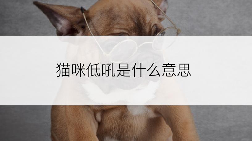 猫咪低吼是什么意思