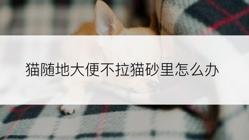 猫随地大便不拉猫砂里怎么办