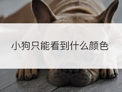 小狗只能看到什么颜色