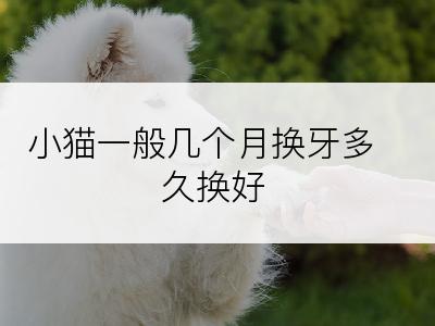 小猫一般几个月换牙多久换好