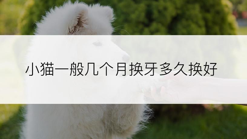 小猫一般几个月换牙多久换好