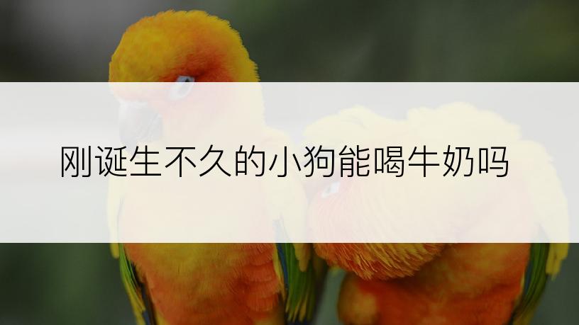 刚诞生不久的小狗能喝牛奶吗