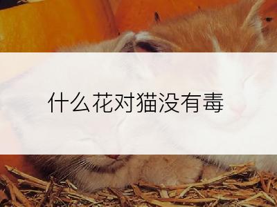 什么花对猫没有毒