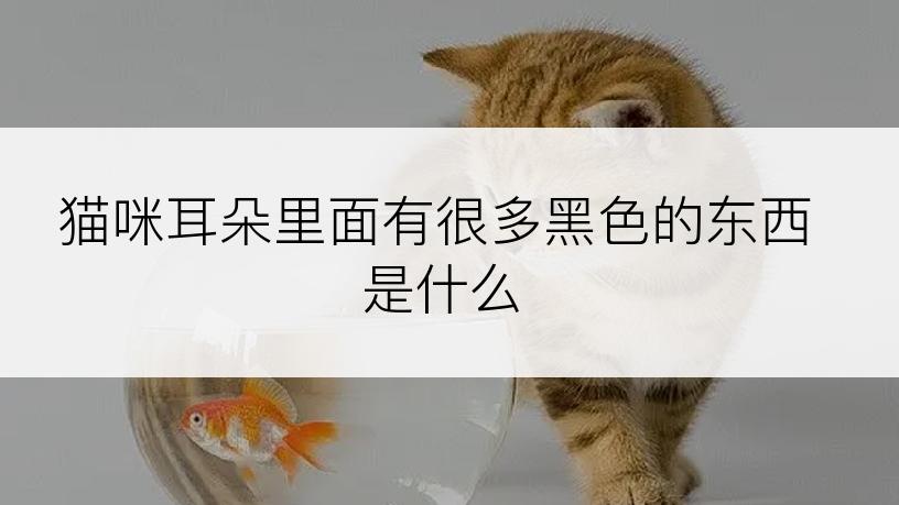 猫咪耳朵里面有很多黑色的东西是什么