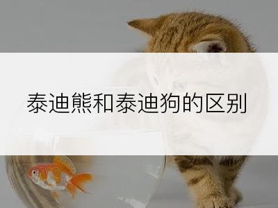 泰迪熊和泰迪狗的区别