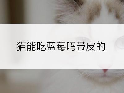 猫能吃蓝莓吗带皮的