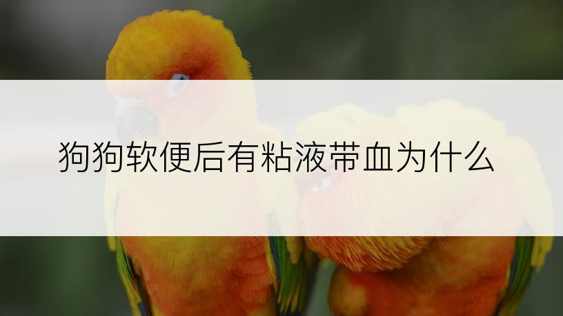 狗狗软便后有粘液带血为什么