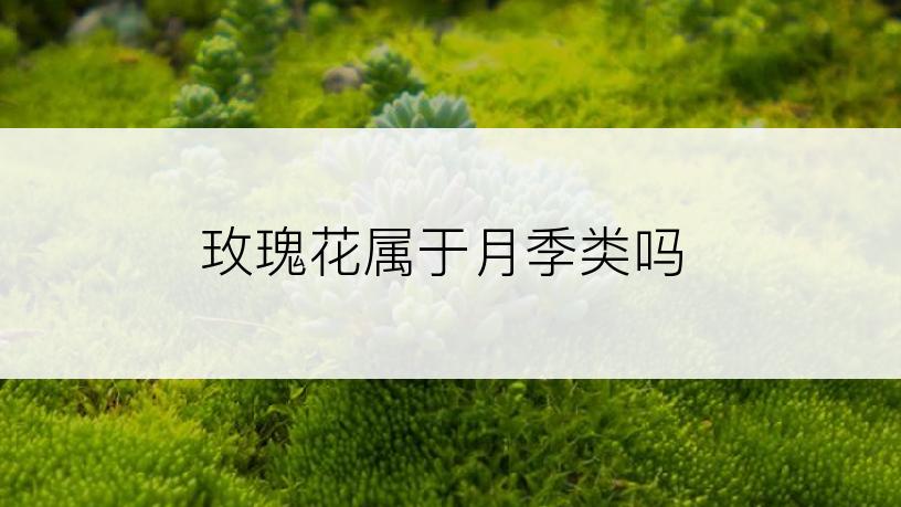 玫瑰花属于月季类吗