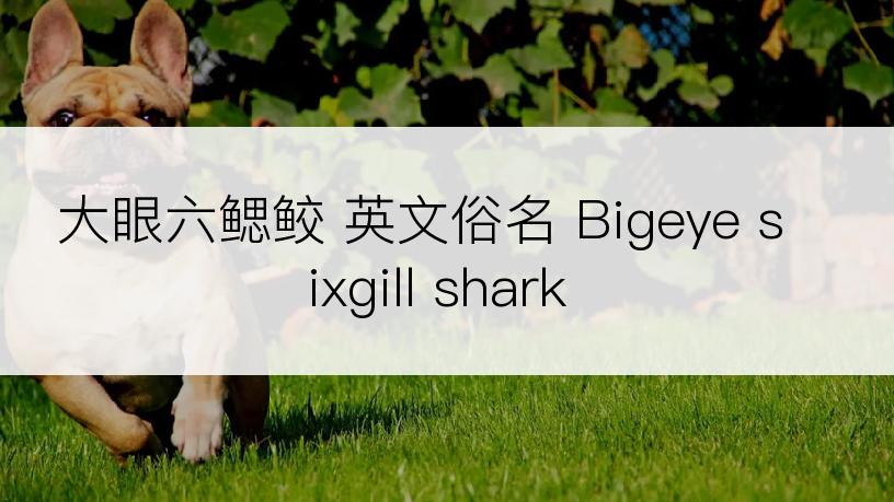 大眼六鳃鲛 英文俗名 Bigeye sixgill shark