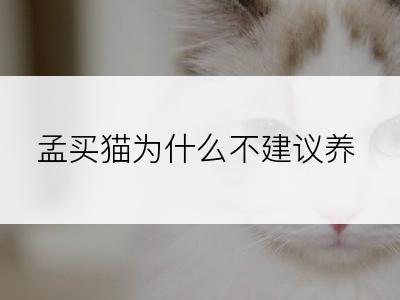 孟买猫为什么不建议养