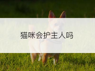 猫咪会护主人吗