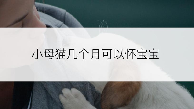 小母猫几个月可以怀宝宝