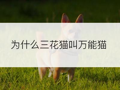 为什么三花猫叫万能猫