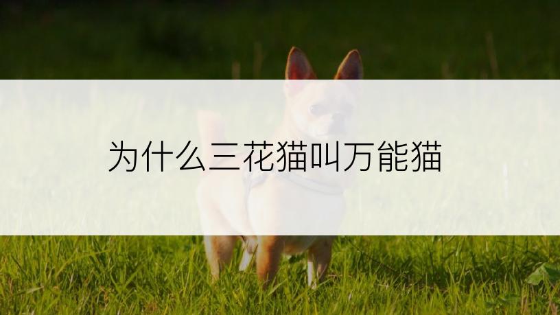 为什么三花猫叫万能猫