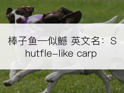 棒子鱼―似鱤 英文名：Shutfle-like carp