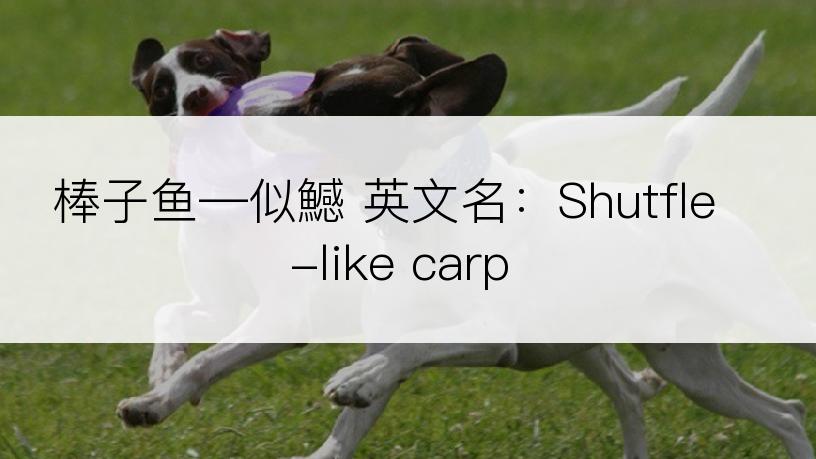 棒子鱼―似鱤 英文名：Shutfle-like carp