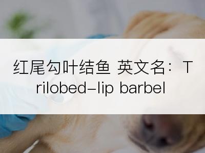 红尾勾叶结鱼 英文名：Trilobed-lip barbel