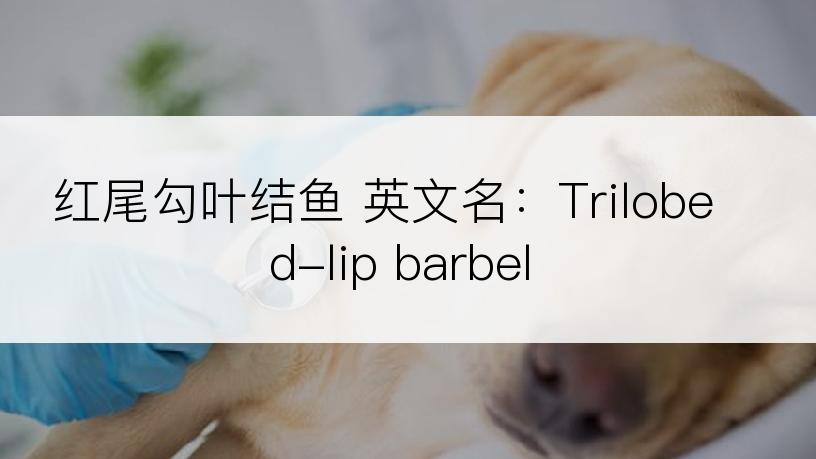 红尾勾叶结鱼 英文名：Trilobed-lip barbel