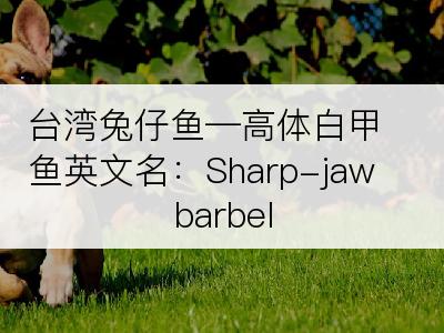 台湾兔仔鱼―高体白甲鱼英文名：Sharp-jaw barbel