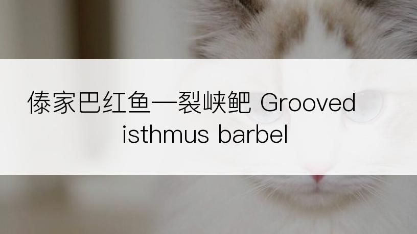 傣家巴红鱼―裂峡鲃 Grooved isthmus barbel