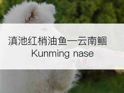 滇池红梢油鱼―云南鲴 Kunming nase