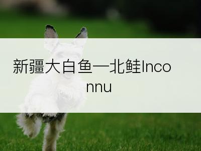 新疆大白鱼―北鲑Inconnu