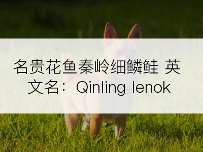 名贵花鱼秦岭细鳞鲑 英文名：Qinling lenok