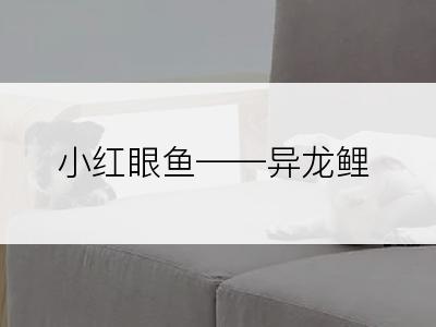 小红眼鱼――异龙鲤