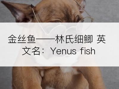 金丝鱼――林氏细鲫 英文名：Yenus fish