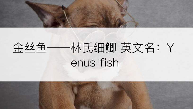 金丝鱼――林氏细鲫 英文名：Yenus fish